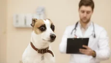 Veterinarians Address