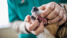 How Animal Hospitals Provide Dental Care For Pets