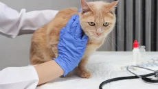3 Signs Your Senior Pet Needs A Veterinary Visit