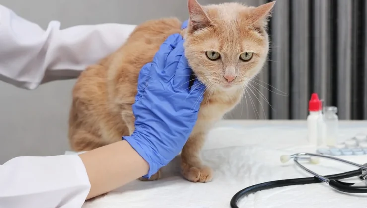 3 Signs Your Senior Pet Needs A Veterinary Visit