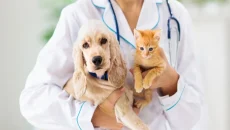 The Role Of Animal Hospitals In Managing Allergies In Pets