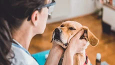 Vaccinations And Wellness Exams Key Animal Hospital Services