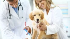 Veterinary Hospitals