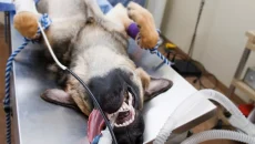 How Animal Hospitals Provide Safe Anesthesia And Monitoring