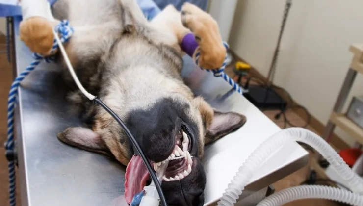 How Animal Hospitals Provide Safe Anesthesia And Monitoring