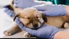 Why In-House Diagnostics Make Veterinary Clinics More Efficient