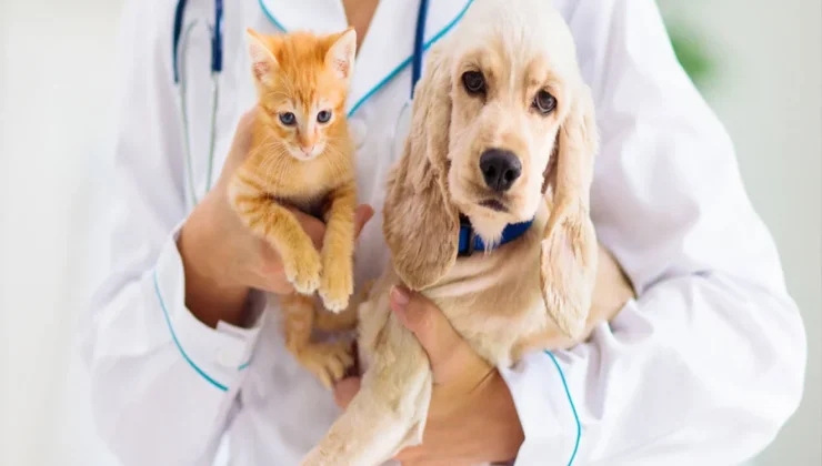 Animal Hospitals