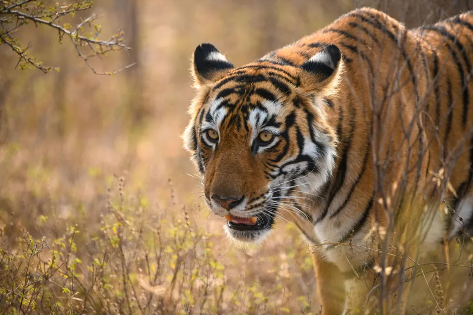 Compare Corbett and Ranthambore for a 5 Day Wildlife Photography Trip in November on a 50K Budget