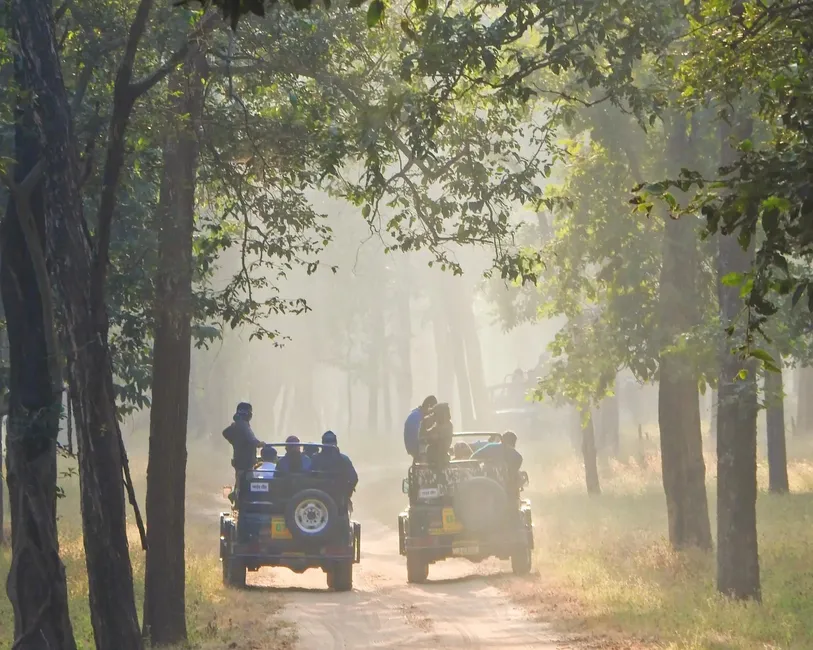 Compare Corbett and Ranthambore for a 5 Day Wildlife Photography Trip in November on a 50K Budget